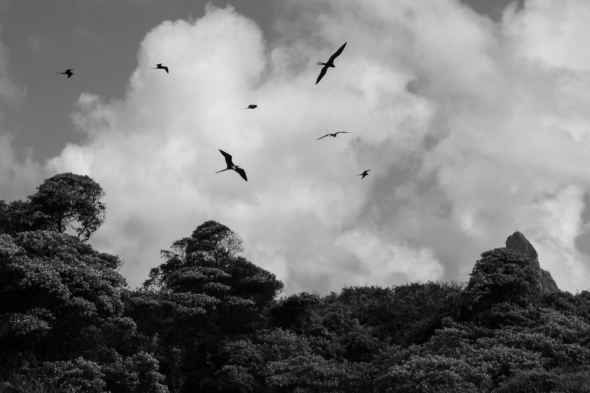 Black and white landscape: frigatebirds over a line of trees under a clouded sky